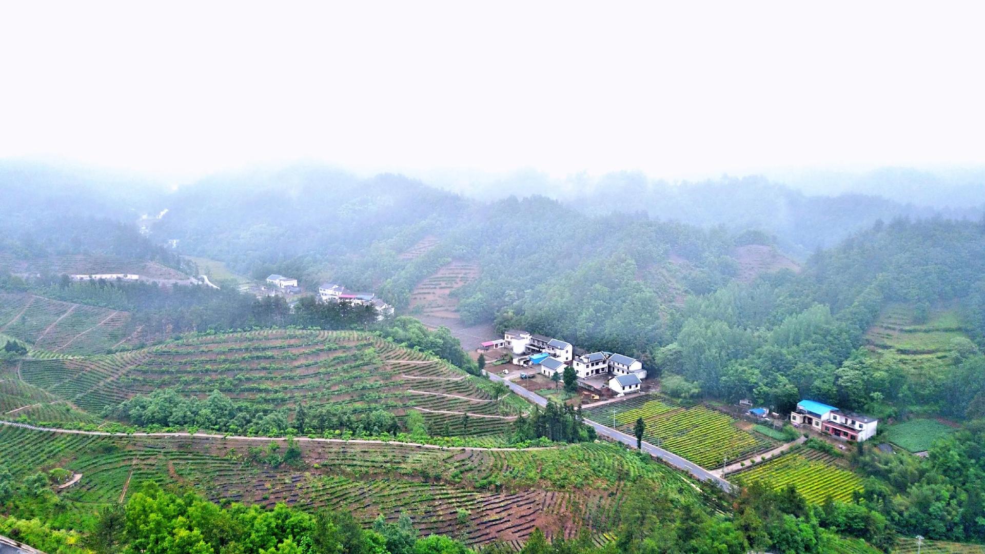 探访北纬33度的奇迹遇见陕茶遇见你走进秦岭最美县城商南