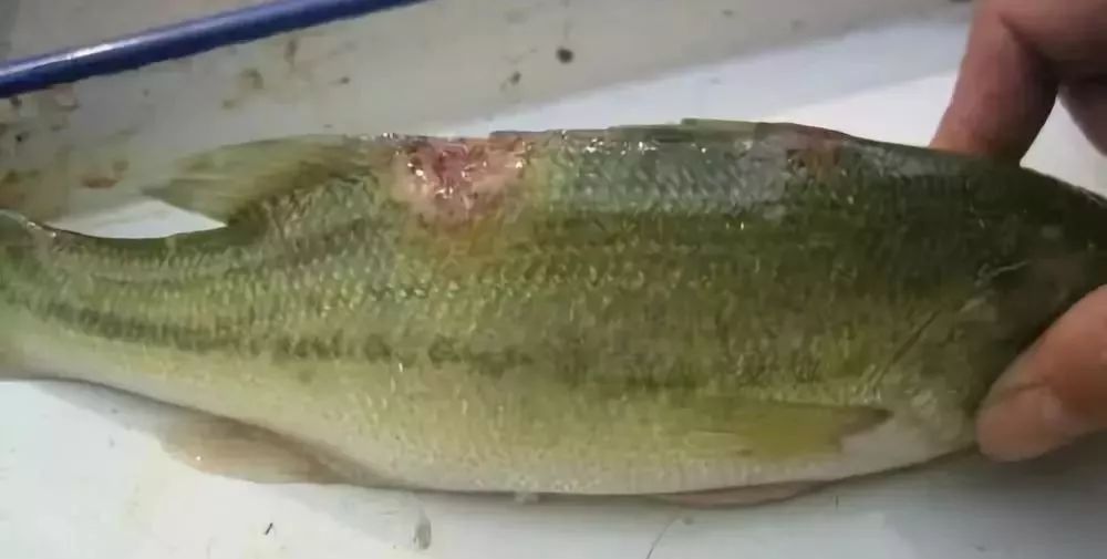 鱼烂尾,烂身,肠炎高发,养殖户苦不愖言,一招搞定烂身不用愁