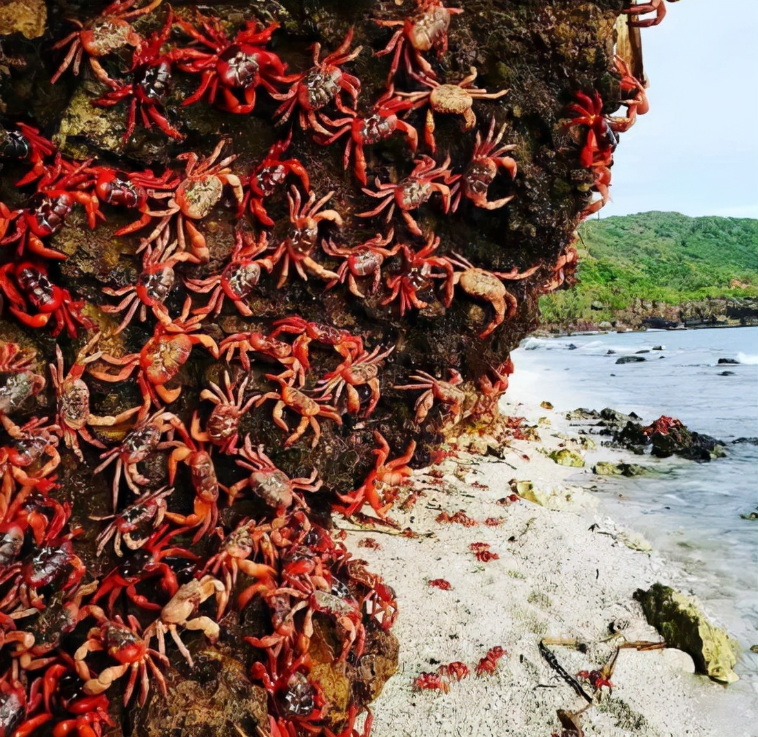 Tens Of Thousands Of Crabs Migrate And The Red Sea Appears On The Pavement Of Christmas 7610