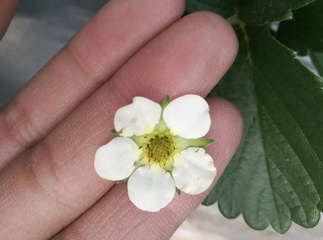 草莓花蕾中蓟马，虫小危害大，如何防治还不伤蜜蜂？