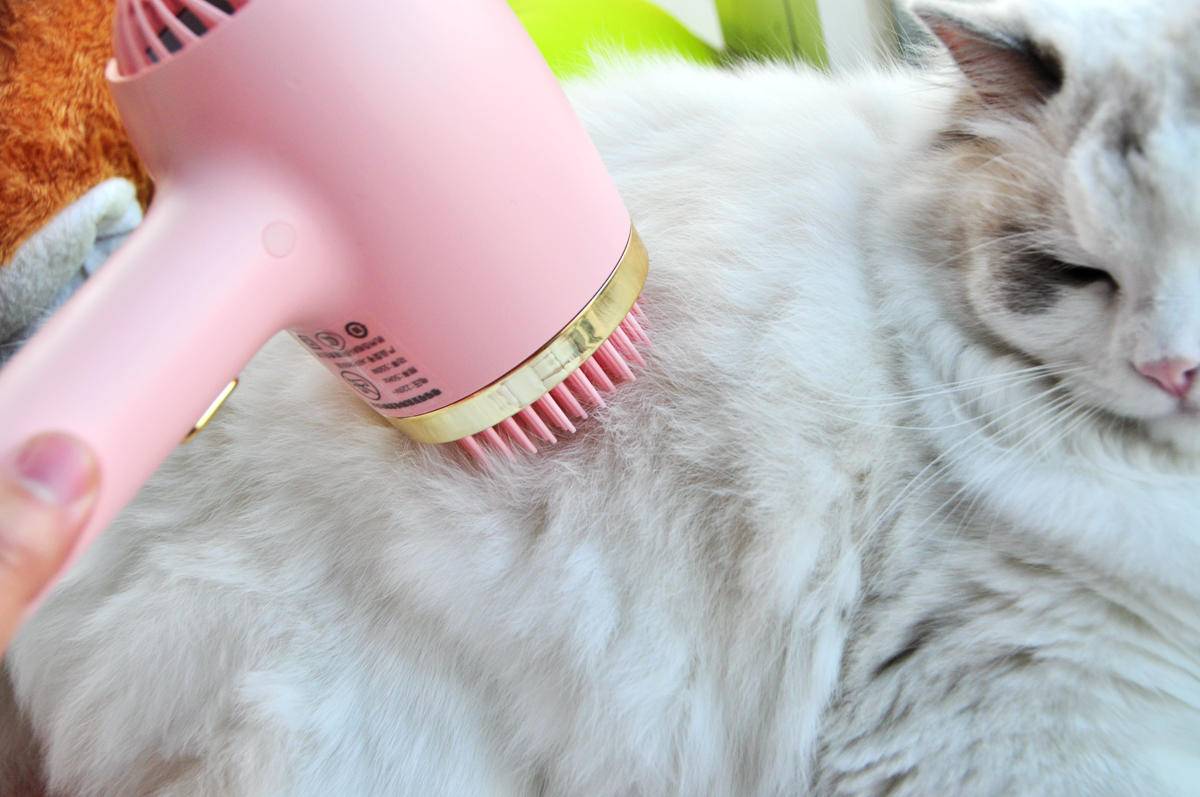 呵护宠物从吹梳开始，嗷喵喵智能宠物吹风梳体验