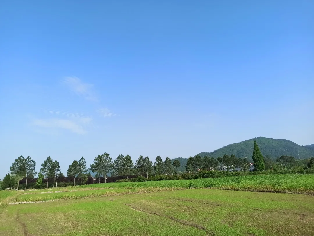 5月3日,湖溪鎮人民政府在湖溪共享田園舉辦了