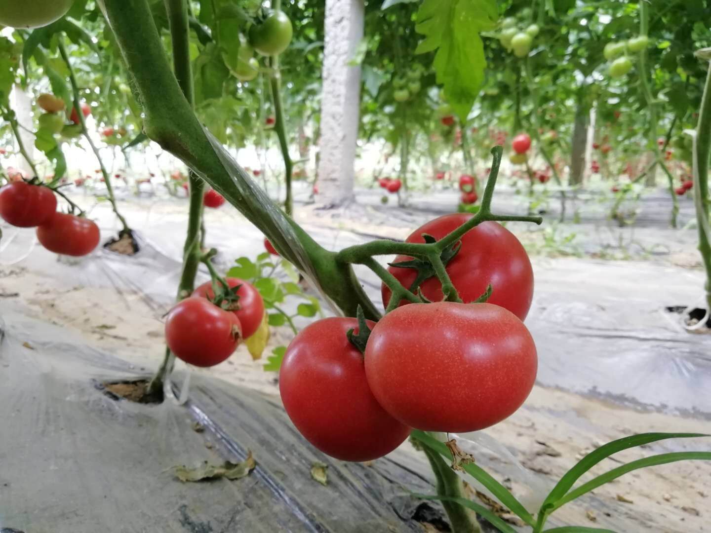 西红柿种植技术管理：如何施肥？什么时间施肥？施多少肥？ - 知乎