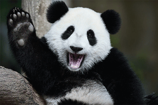 Real shot!The giant panda turned out to be an 