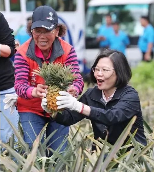 大陸暫停進口，蔡英文竟號召台灣省全民吃菠蘿，島內果農急了