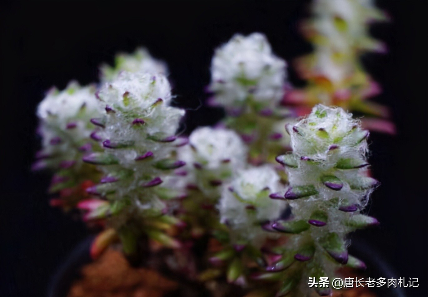 有種多肉你養過可能不認識 它就是長白毛 開花像太陽花的花吹雪 唐長老多肉札記 Mdeditor