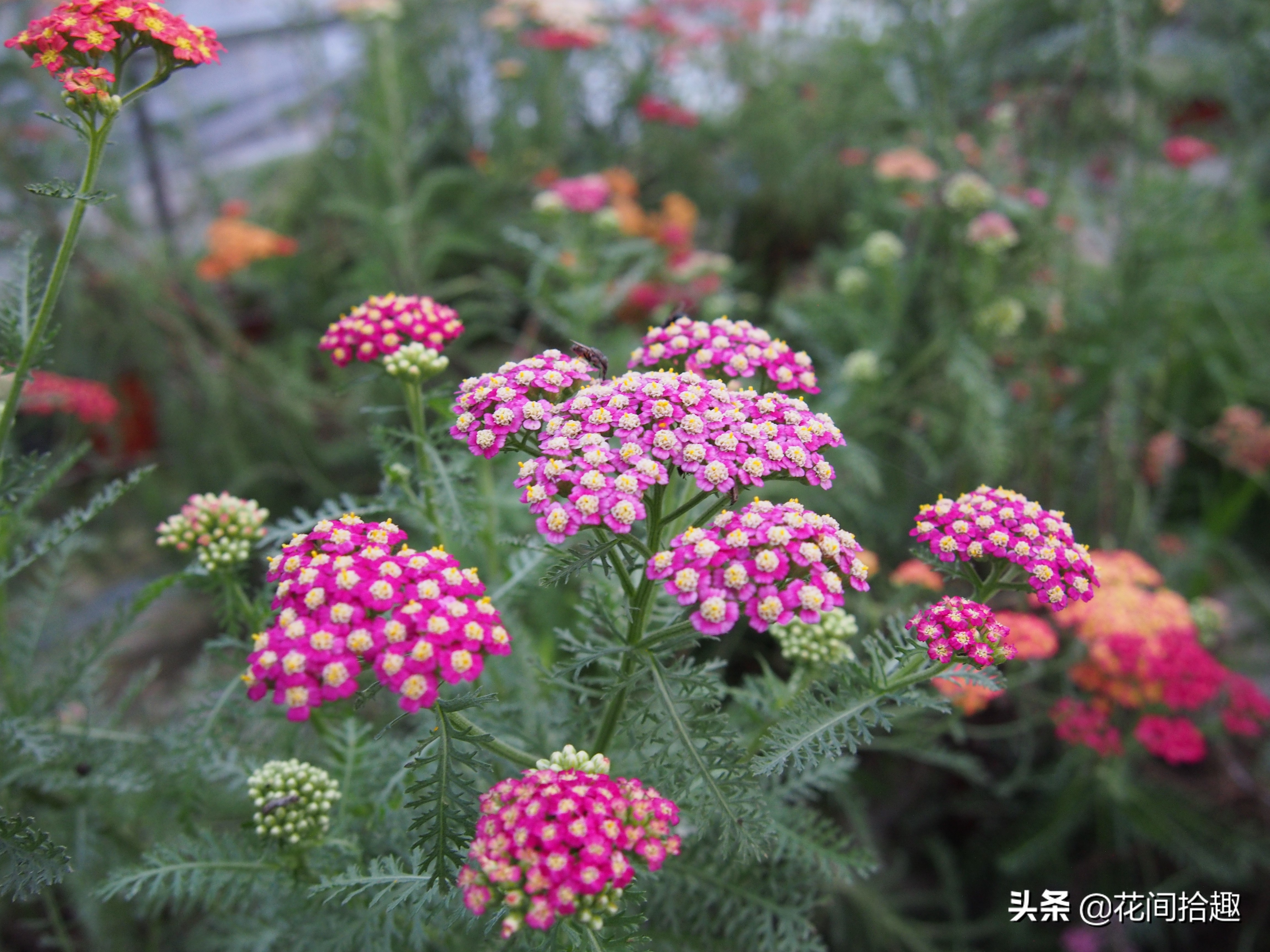 识花认草 十九 西洋蓍草 松果菊 天人菊 铁皮石斛等 曲洪欣生物