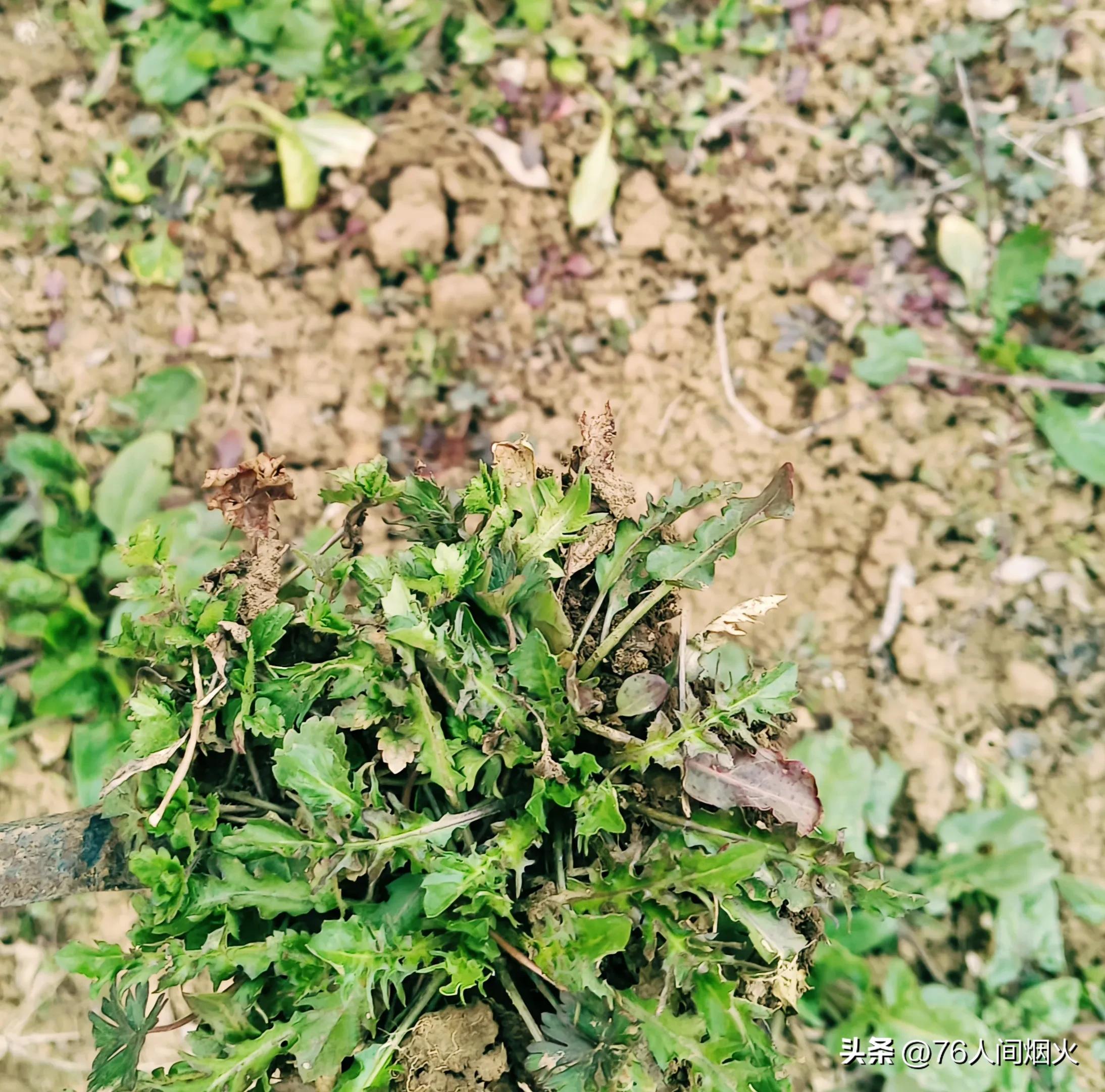 The most delicious taste in spring, stewed tofu with shepherd's purse
