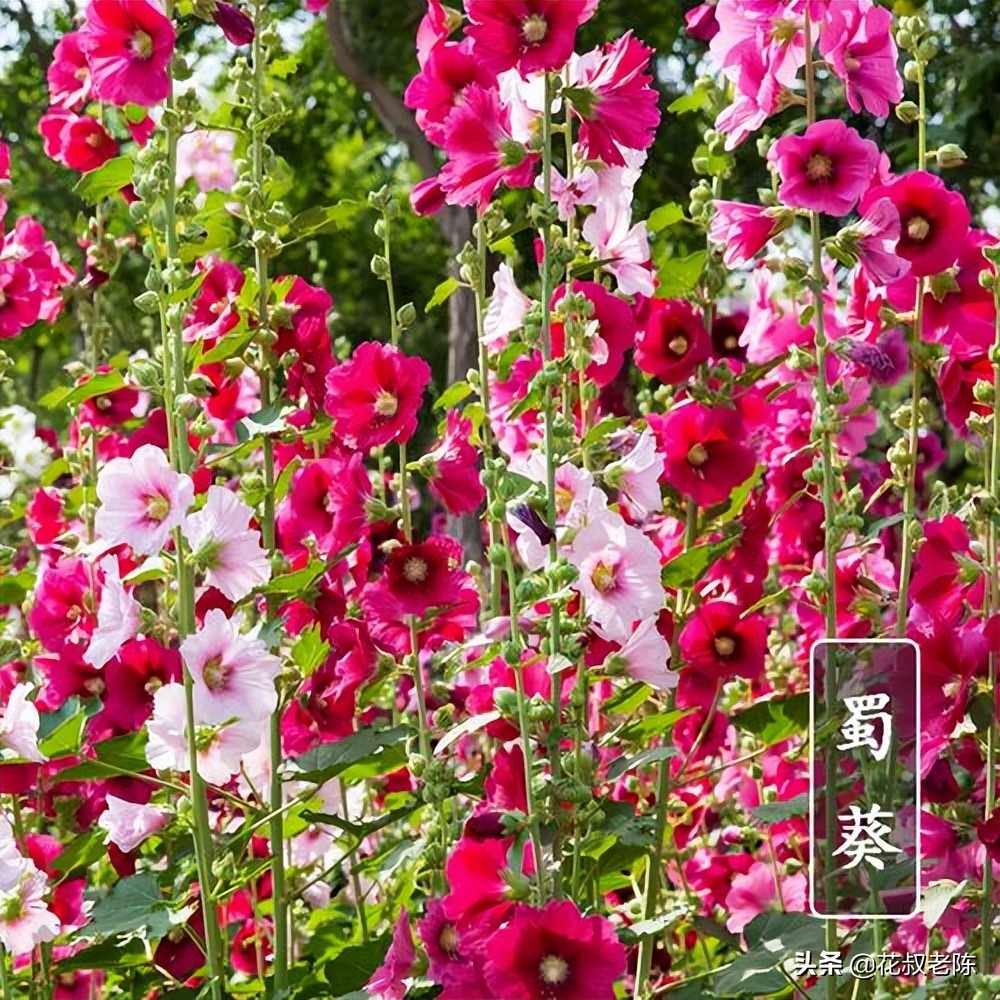 The seeds of this flower will live on the ground. It will not die if