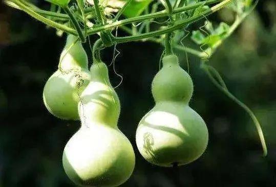 the-meaning-of-hanging-pot-inews