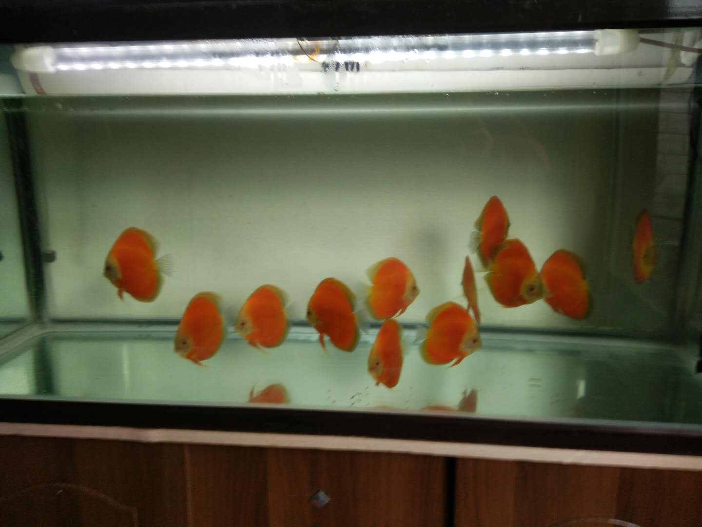 The problem of frequent red blood streaks in ornamental fish, how ...