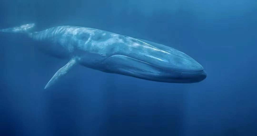 Why is the largest blue whale on earth, excreting 2 tons of feces each ...