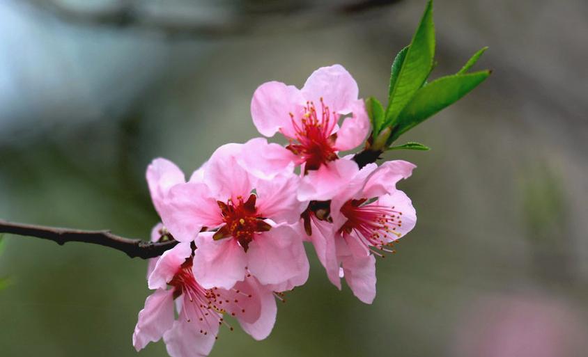 Selected 100 Poems Describing Peach Blossoms Worth Collecting - iMedia