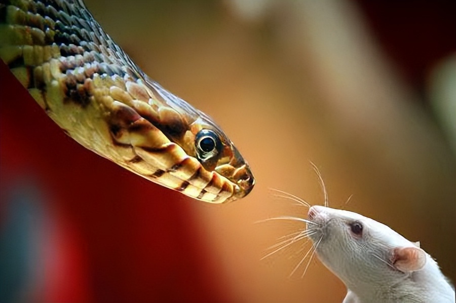 As the saying goes, "snakes are money bags, rats are grain bags", why do the snake and mouse