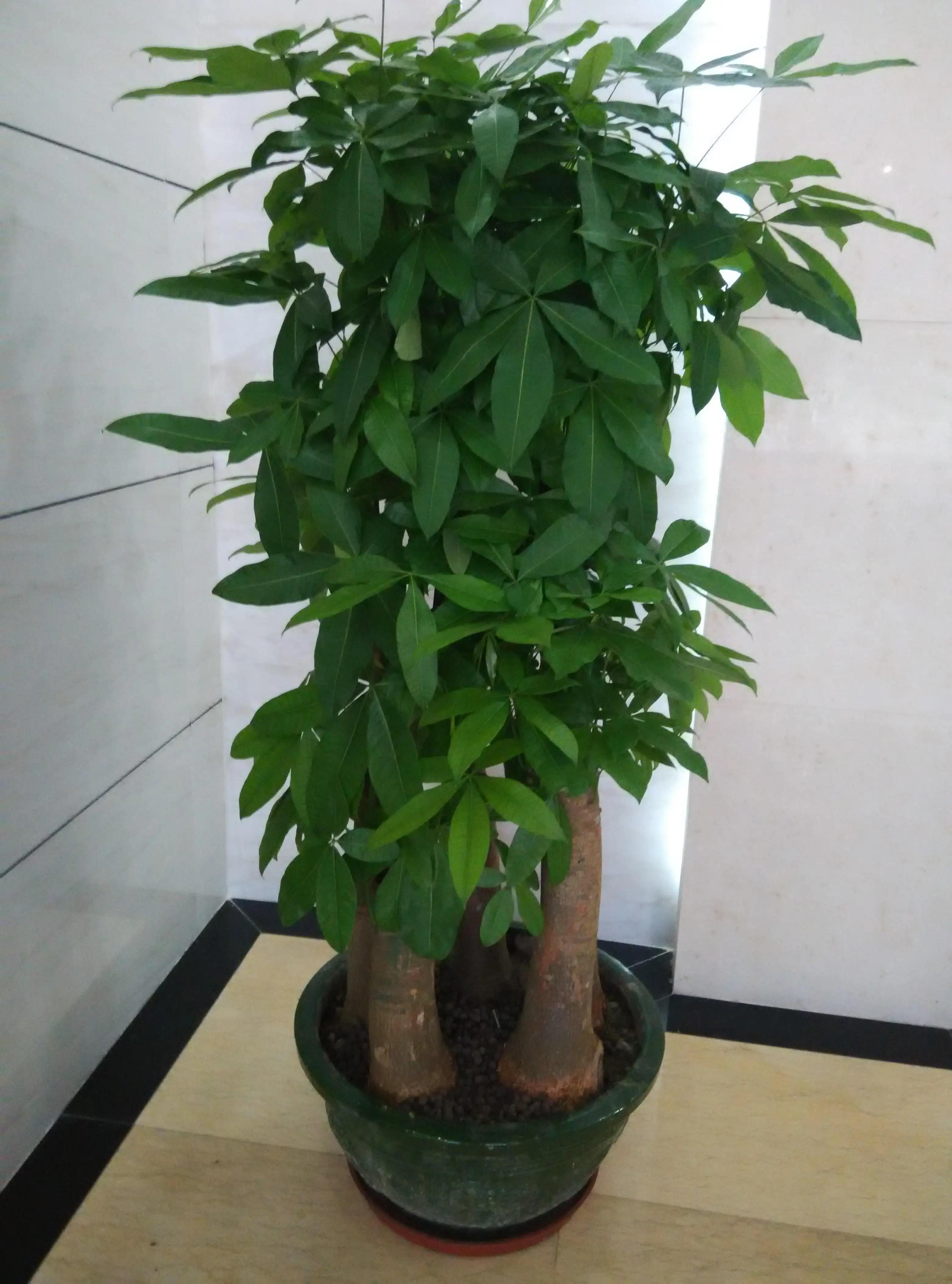 The 10 most profitable flowers in the family① iNEWS