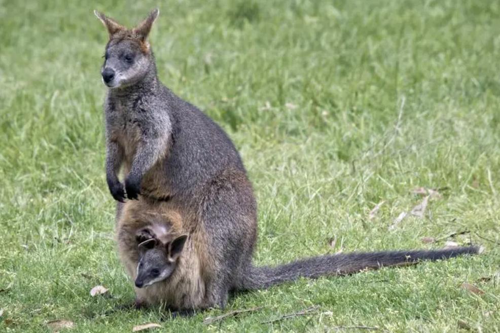 Newborn kangaroo burrows into pouch without eyes - iNEWS