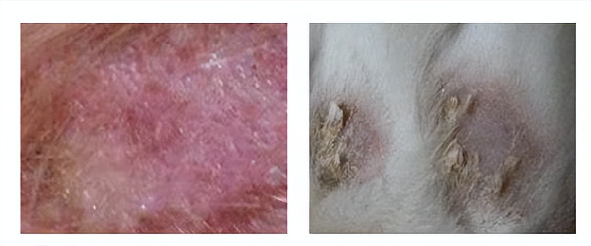 Do dogs have mites? How dangerous are mites? Uncover your daily life with mites iNEWS