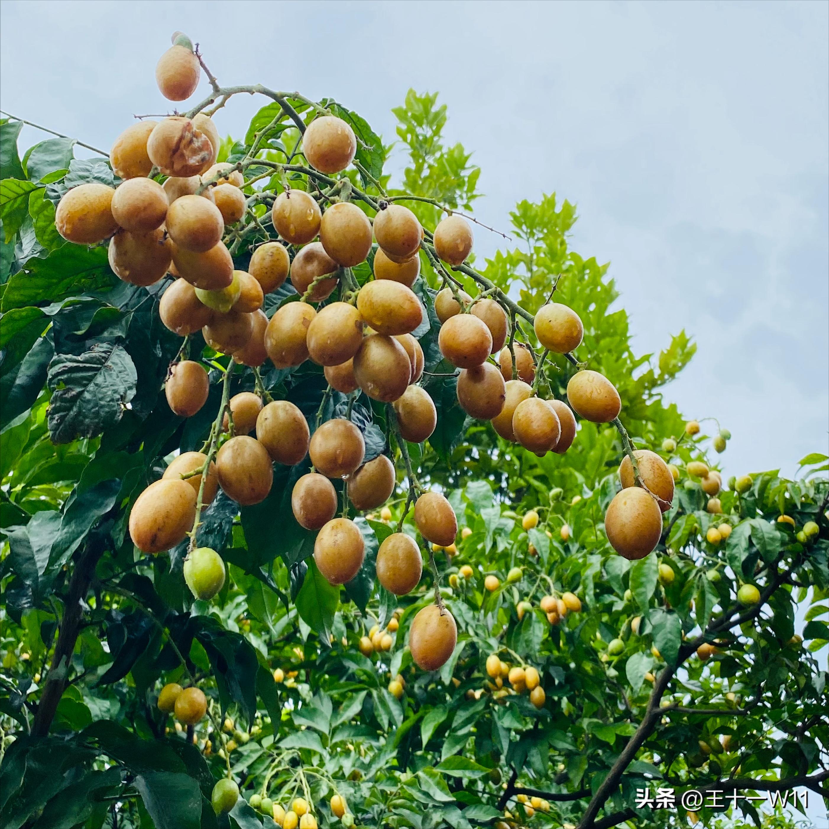 The treasure of fruit, yellow skin fruit iNEWS