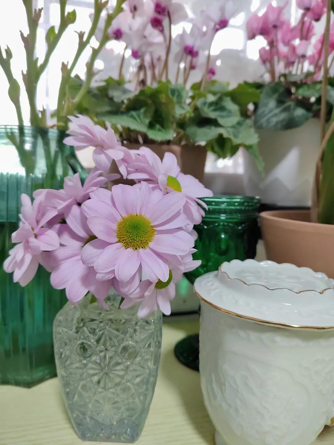 Net red chrysanthemum softte, flowers in two seasons a year, vases can