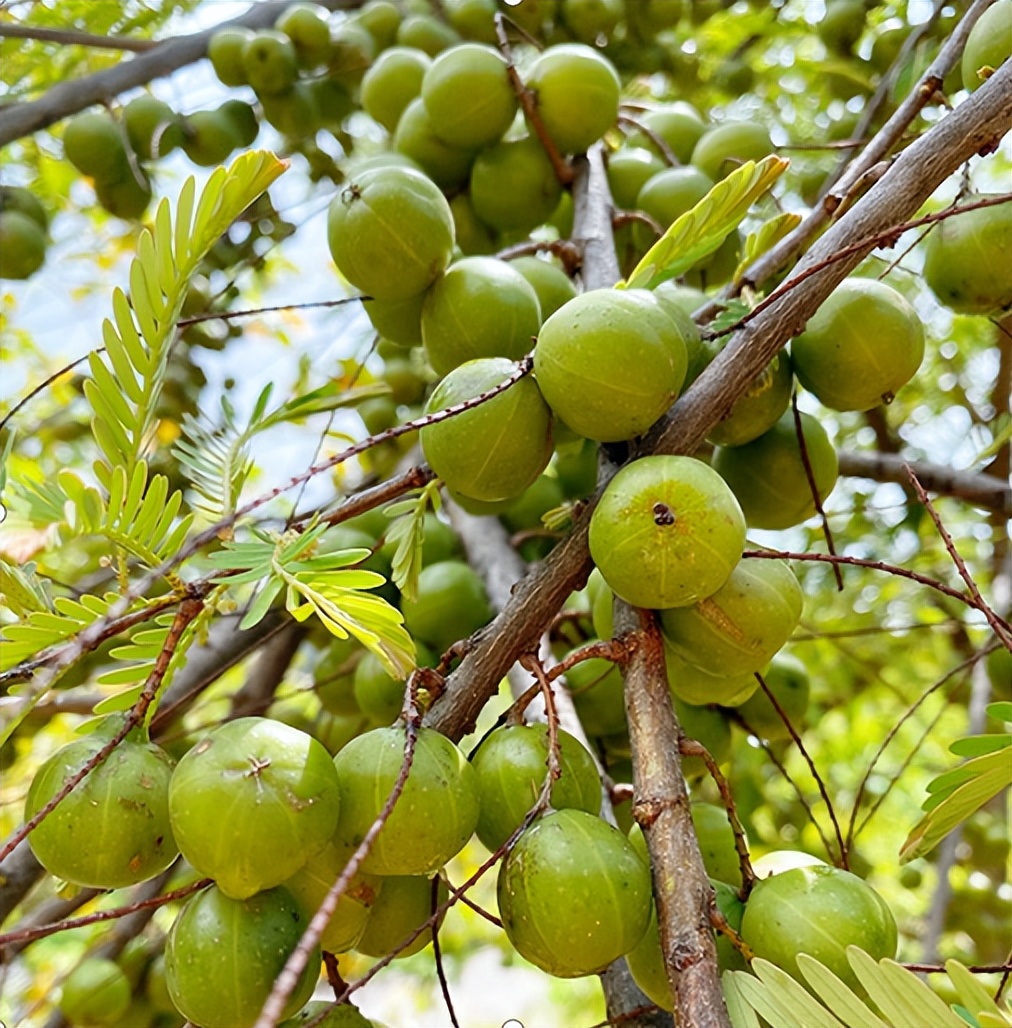 The magical fruit in the mountains of Yunnan - Yunnan olive - iNEWS