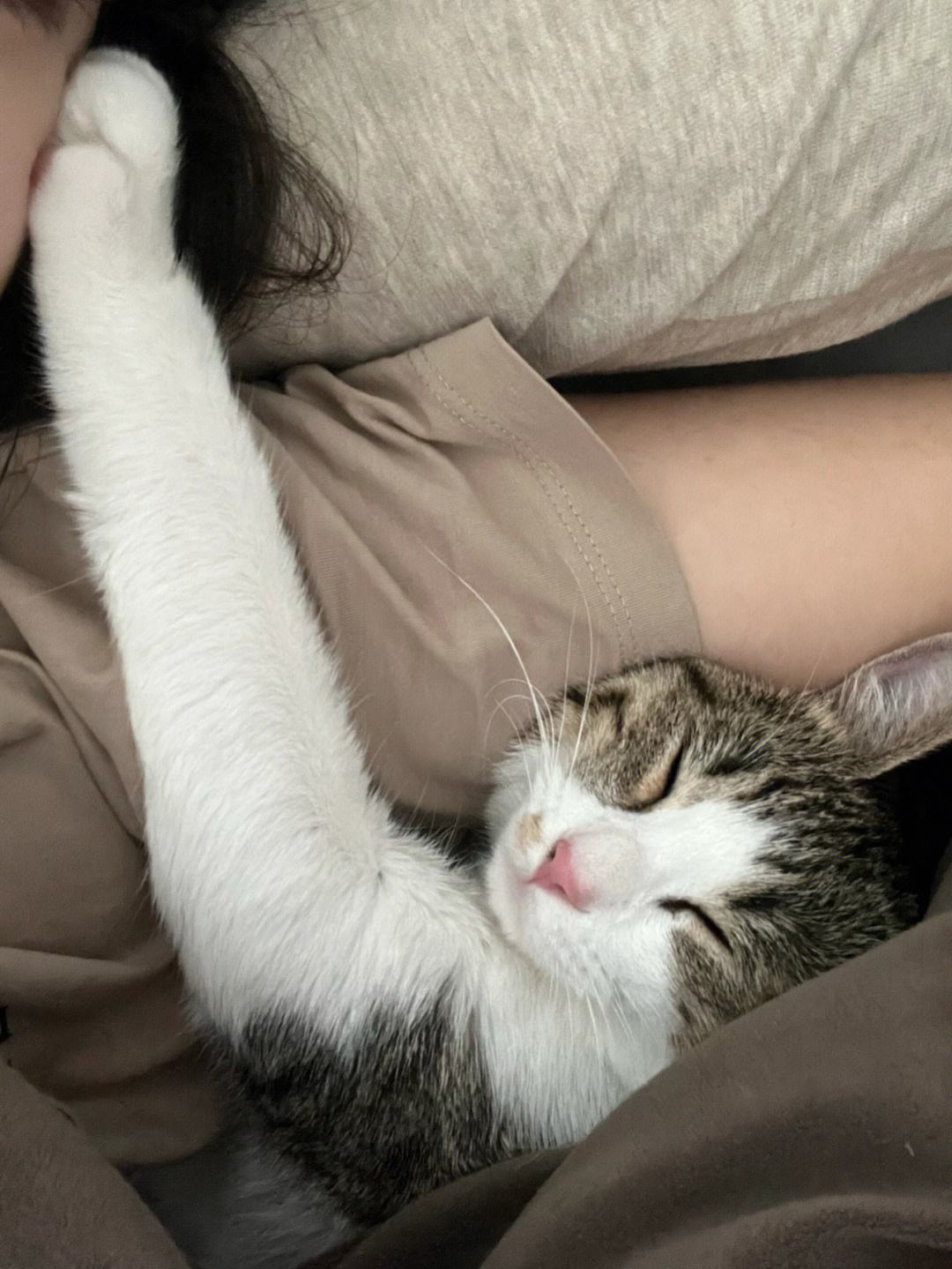 Will it be sad if the cat changes its owner in the middle of raising it