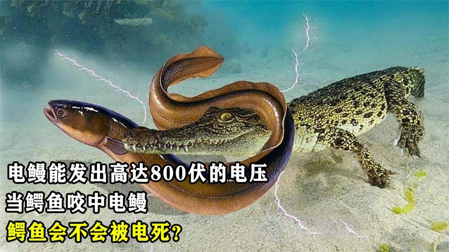 How does the 800volt electric eel that kills crocodiles generate