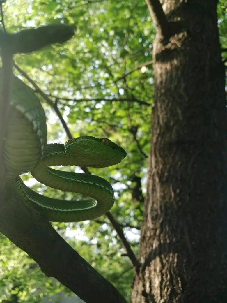Take you to know the Chinese poisonous snake Zhu Yeqing correctly - iNEWS