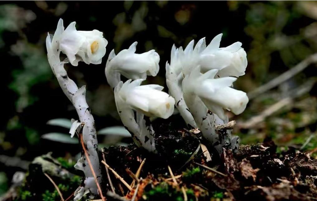 The "Flower of the Underworld" appeared in Hunan, shining in the forest