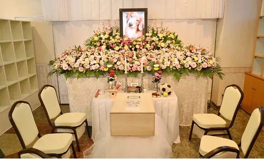 How are pets cremated?Brief introduction of cremation process in pet