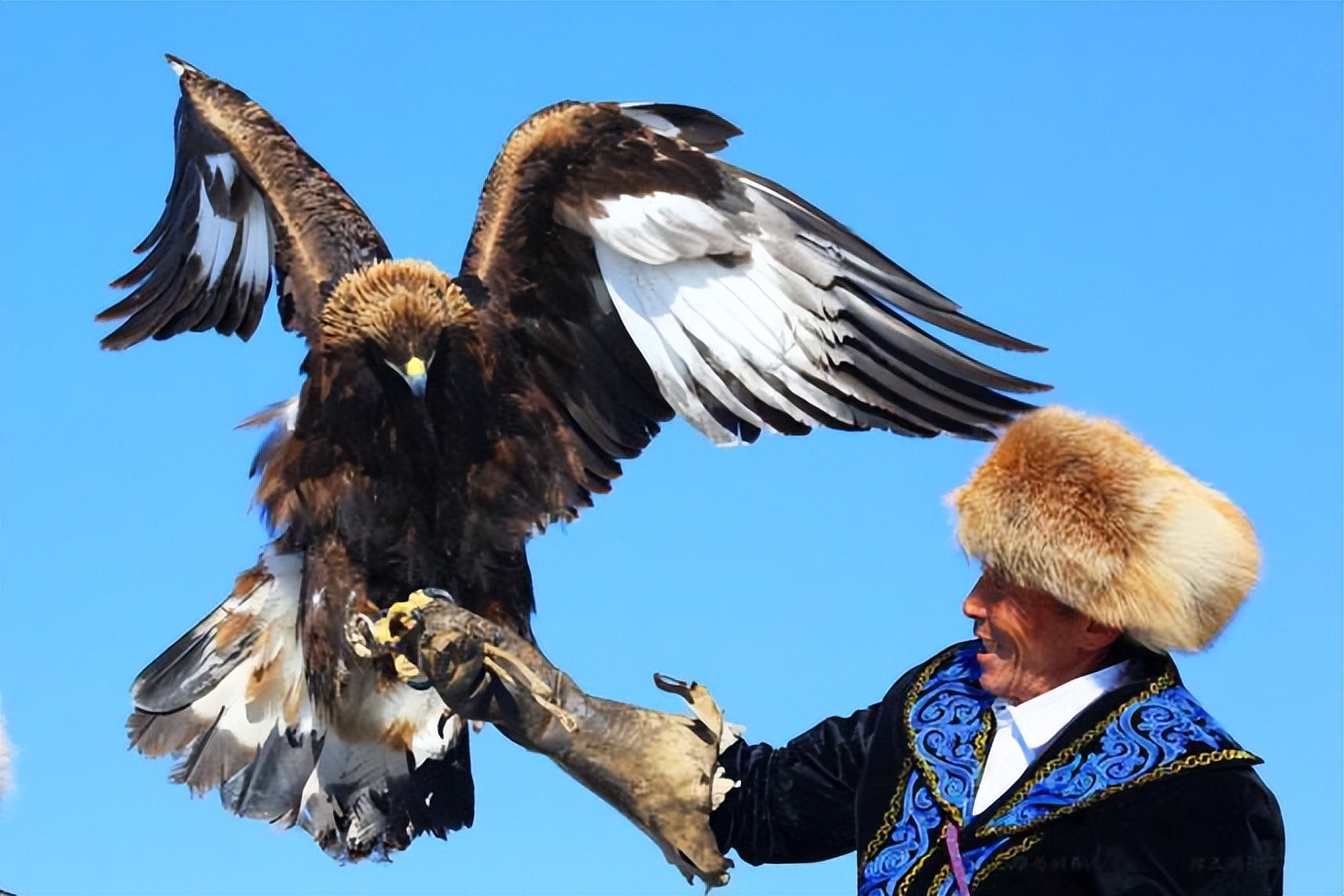 Rare pictures of golden eagles catching wolves!The sharp claws pierce ...