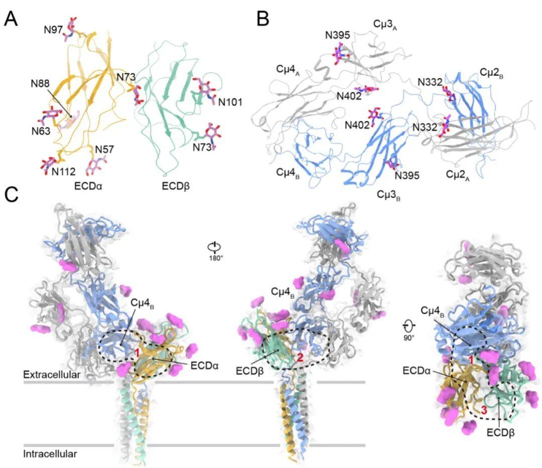 Why is the B cell receptor structure unraveled by Shi Yigong Huang ...