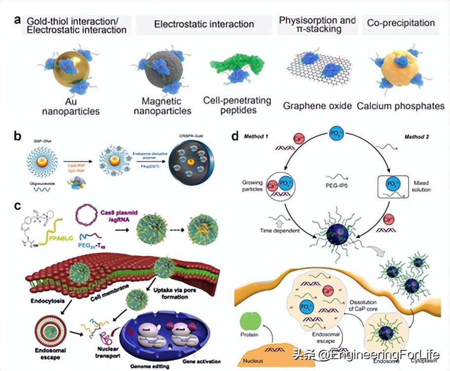 See How Nanobiomaterials Can Drive Gene Editing? - INEWS