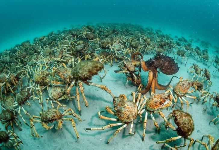 Scary king crab 50 million king crabs invaded Europe, every one eaten