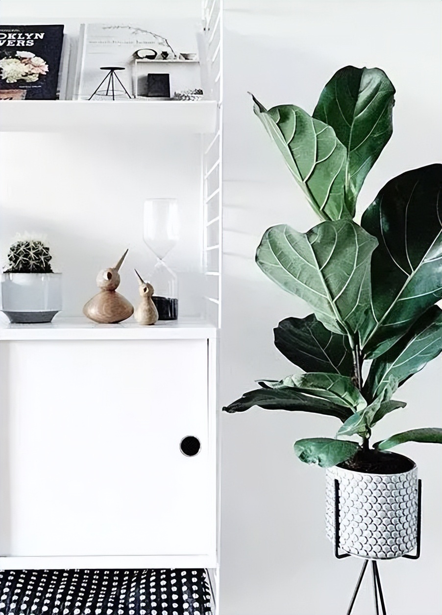 What green plants are suitable for your new home?These green plants