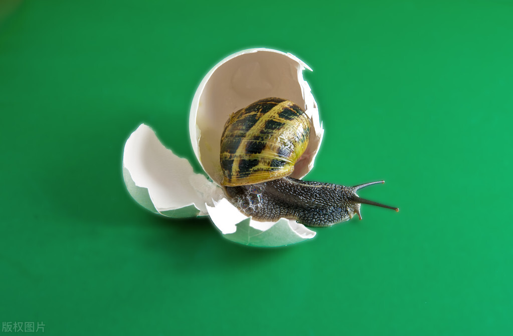 Why do snails have only one shell for a lifetime? iMedia