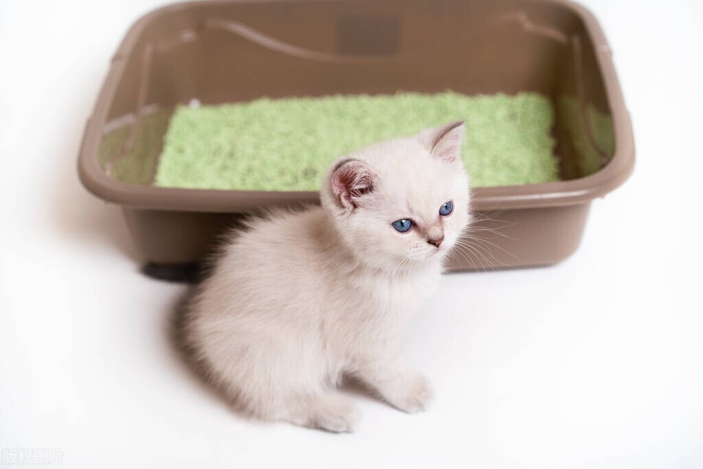What Causes Cat Diarrhea? Do you want to go to the pet hospital for