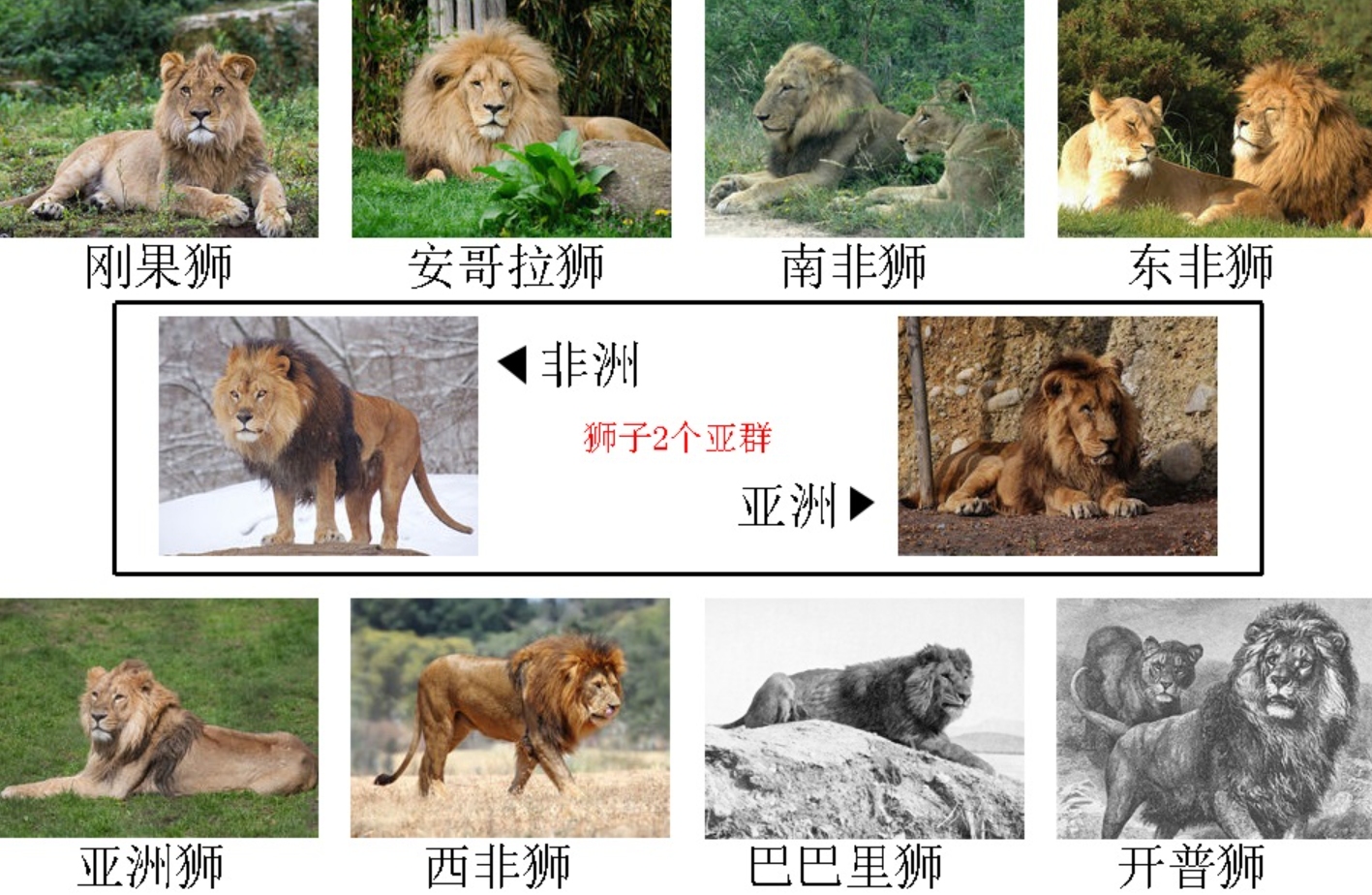 When the animals mate, the six parents do not recognize each other