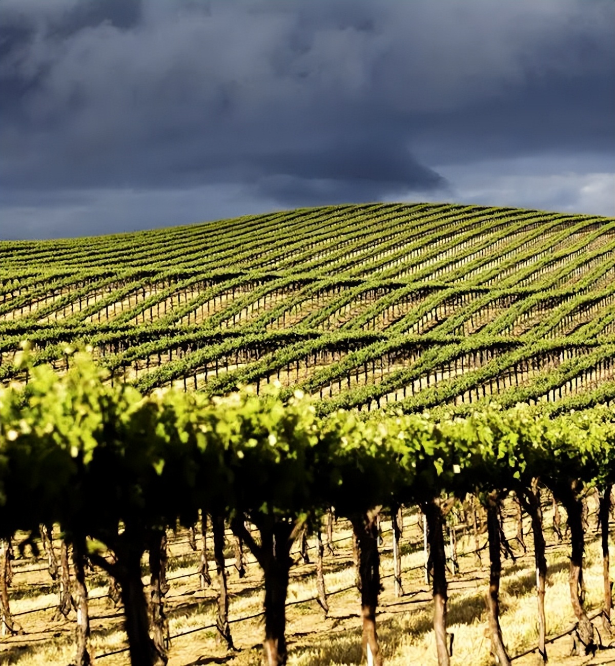 Adelaide Winery Winery + Restaurant, Maybe Something You Must Consider