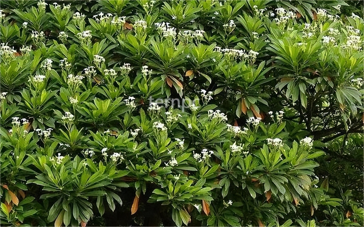 Multipurpose Tree SpeciesMango iNEWS