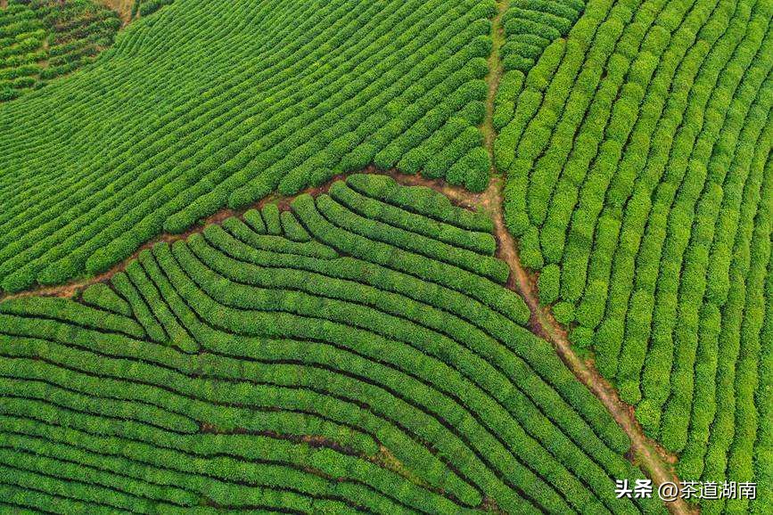 Chen Jianming: Tea, and taste and calm - iNEWS