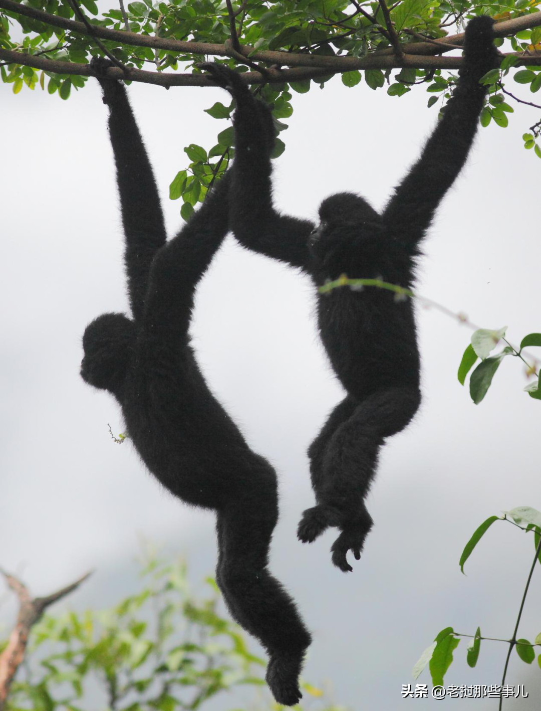 The black crested gibbons in Laos can't tell the pain, and the entire
