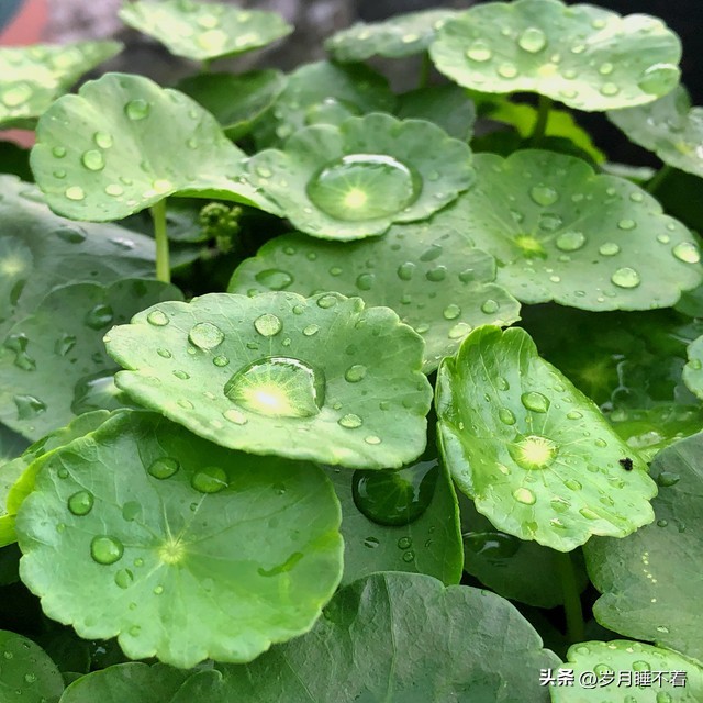 Copper money grass, attracting wealth and making treasures!Keep a pot
