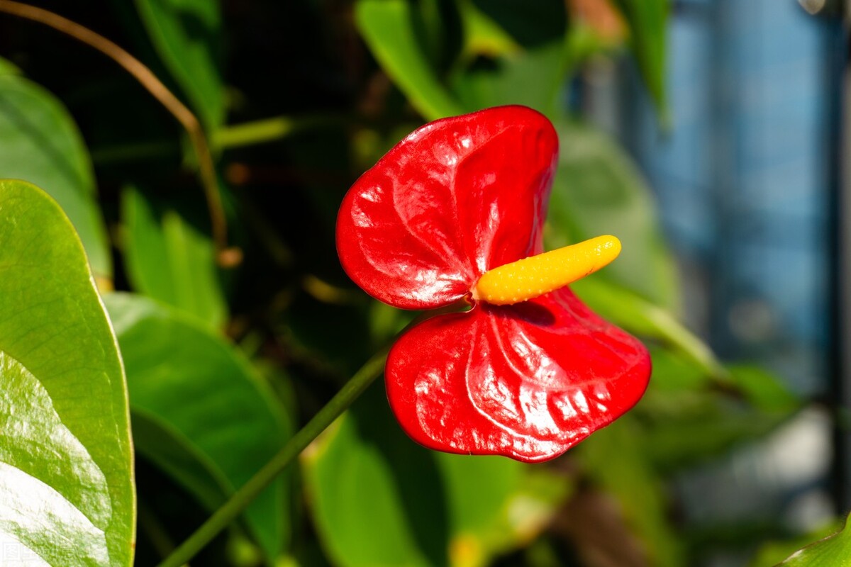 how-does-air-humidity-affect-the-growth-and-development-of-flowers-inews