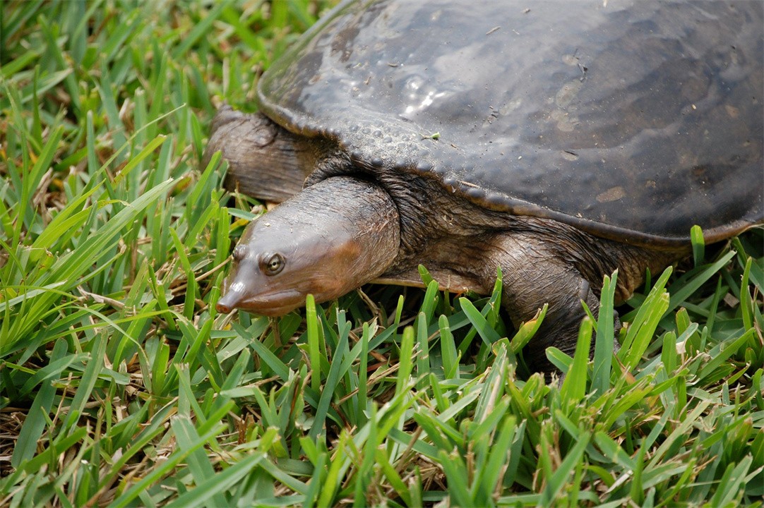 The Florida soft-shelled turtle in the United States 