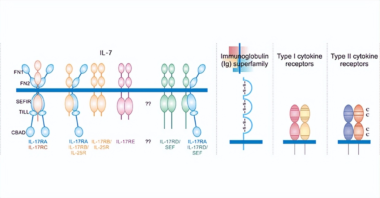 interleukin receptors - iNEWS