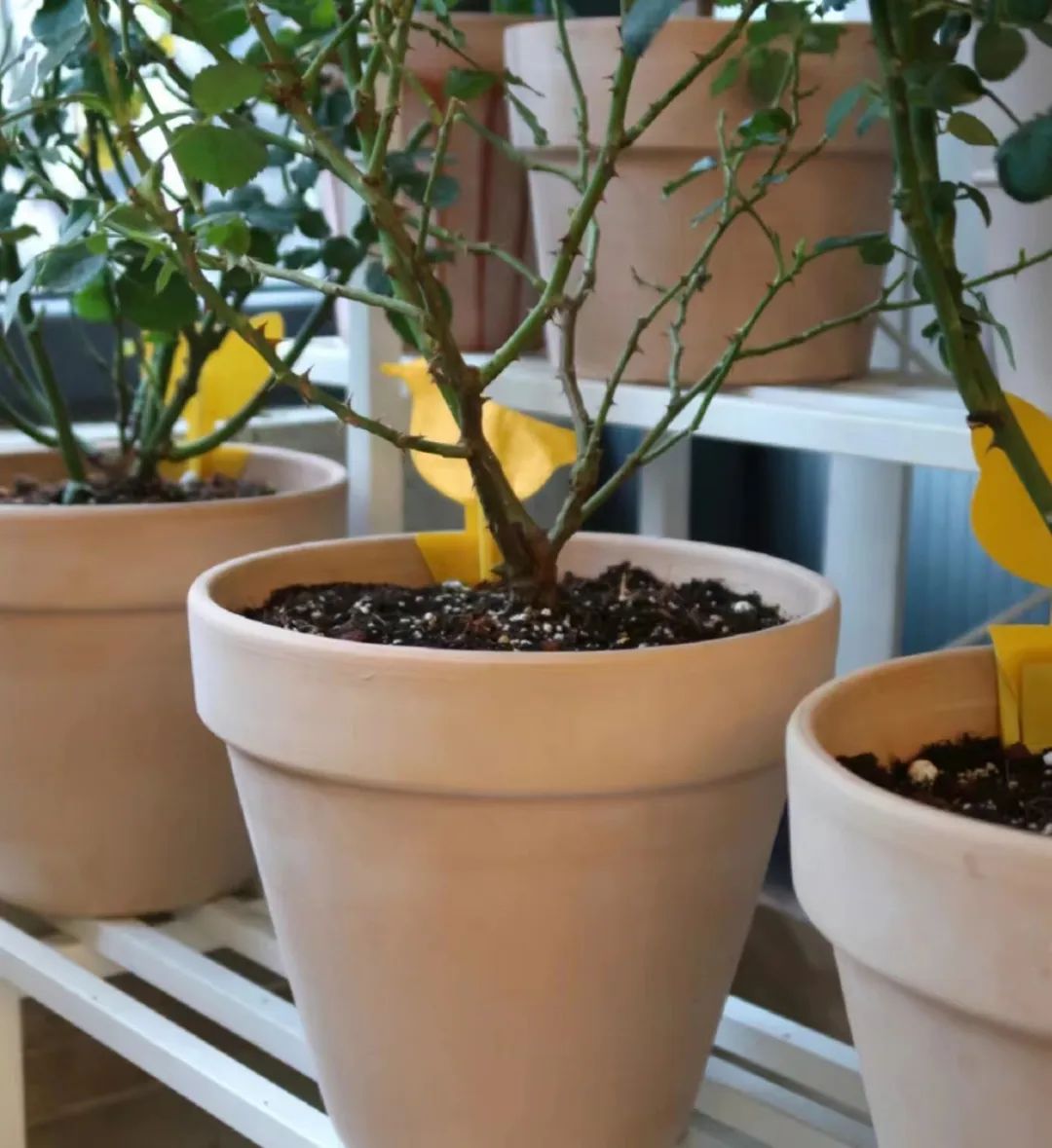 To grow flowers, grow roots first, 3 tips, strong root system, lush