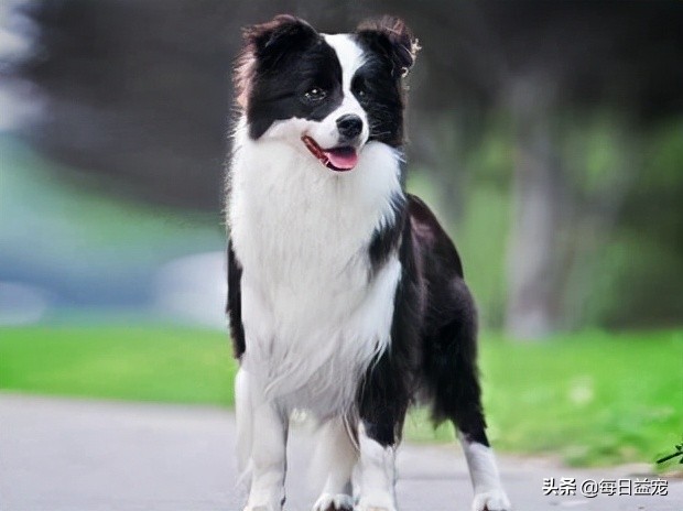 what is a border collies iq