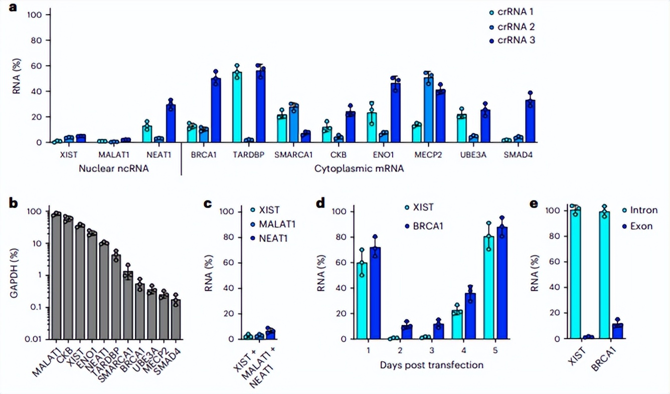 Nobel Prizewinning team reveals a highly efficient new gene editing