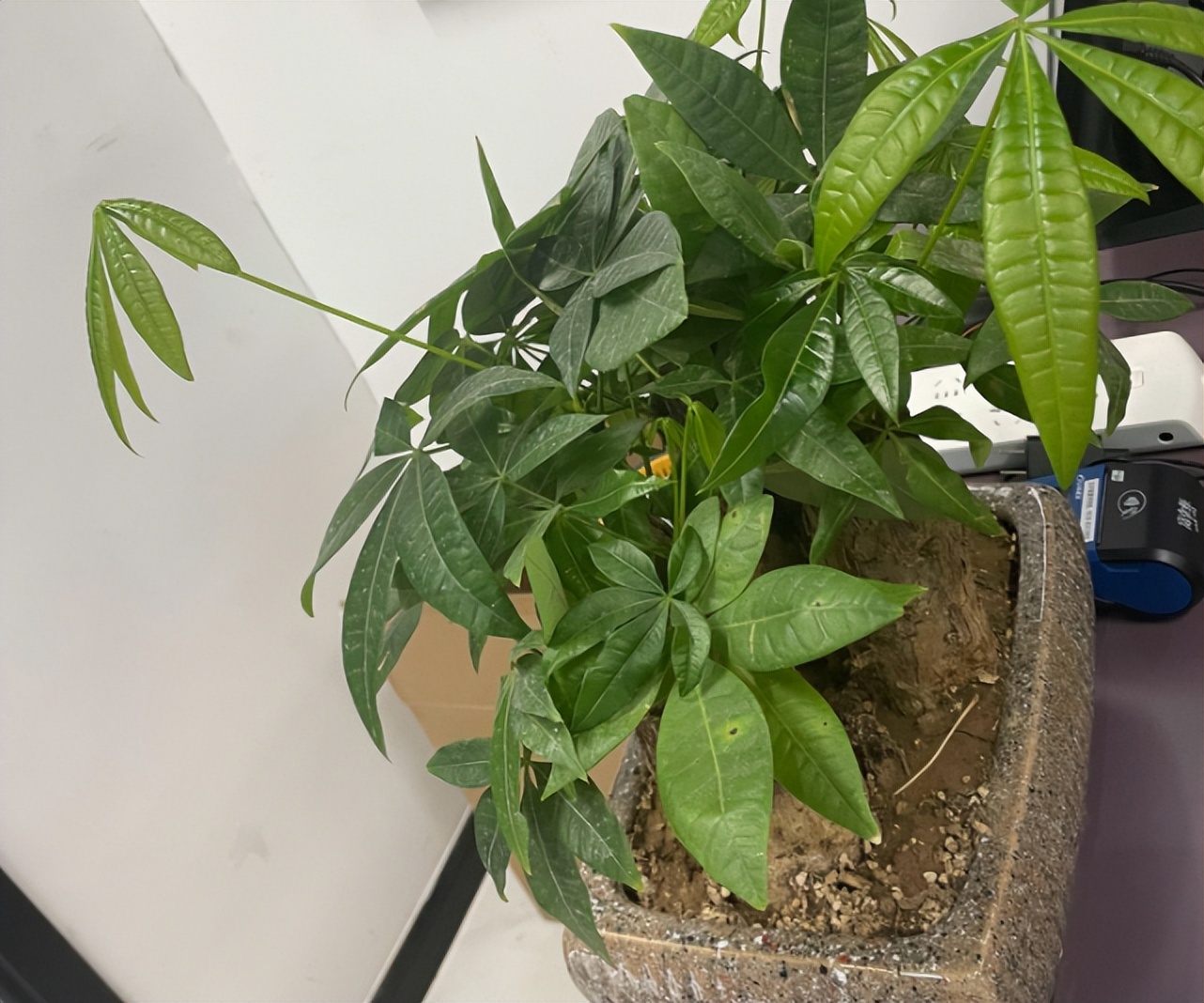 6 kinds of common flowers "cold tolerance table", whether to "enter the