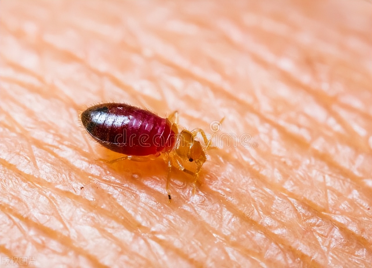 What to do if you have bedbugs in your home? Can bed bug medicine be